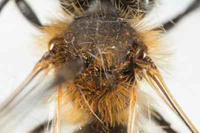  Andrena varians (Kirby, 1802)