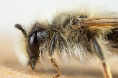  Andrena ferrugineicrus Dours, 1872