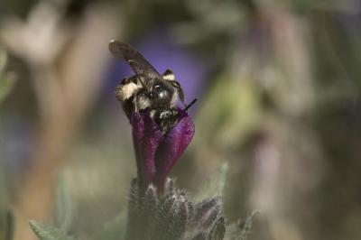  Andrena solenopalpa Benoist, 1945