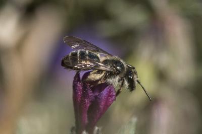  Andrena solenopalpa Benoist, 1945