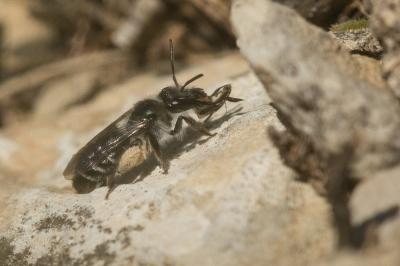  Andrena solenopalpa Benoist, 1945