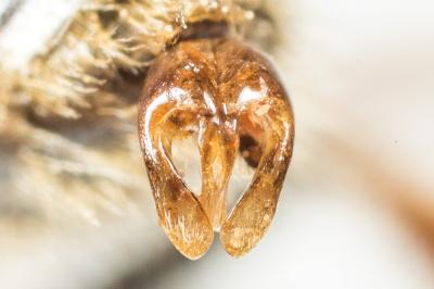  Andrena fulvago (Christ, 1791)