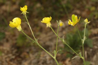 Renoncule de Montpellier Ranunculus monspeliacus L., 1753