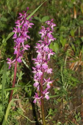 Orchis mâle, Herbe à la couleuvre Orchis mascula (L.) L., 1755