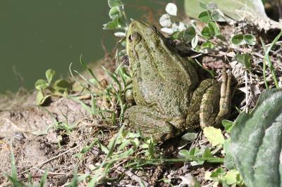 Grenouille rieuse Pelophylax ridibundus (Pallas, 1771)