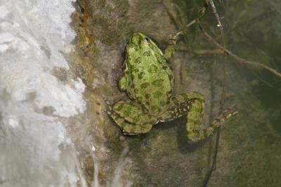 Grenouille rieuse Pelophylax ridibundus (Pallas, 1771)