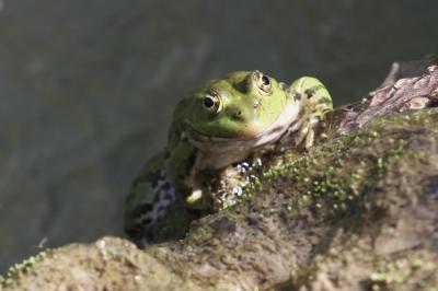 Grenouille rieuse Pelophylax ridibundus (Pallas, 1771)