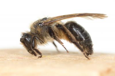  Andrena bimaculata (Kirby, 1802)