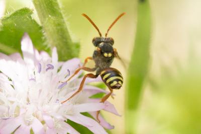  Nomada basalis Herrich-Schäffer, 1839