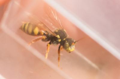  Nomada basalis Herrich-Schäffer, 1839