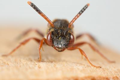  Nomada carnifex Mocsáry, 1883