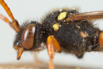  Nomada fucata Panzer, 1798