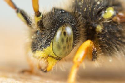  Nomada fucata Panzer, 1798