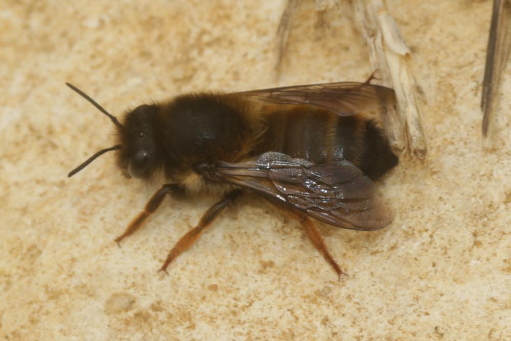  Megachile pyrenaica Lepeletier, 1841