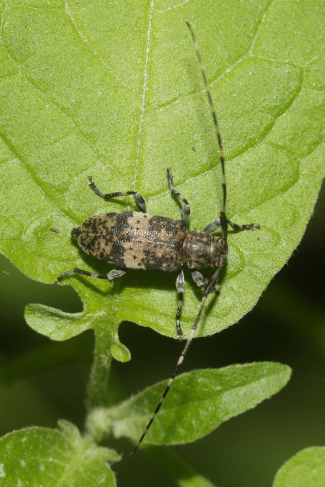  Acanthocinus griseus (Fabricius, 1792)