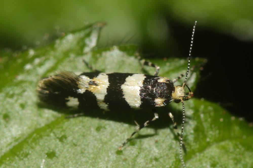  Denisia luctuosella (Duponchel, 1840)