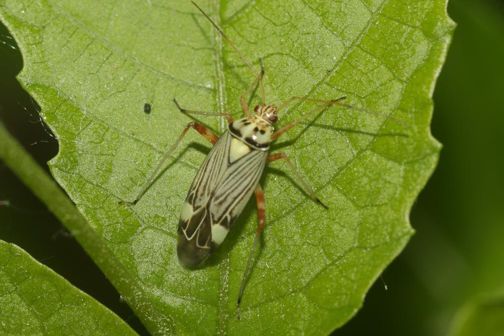 Miride strié du chêne Rhabdomiris striatellus (Fabricius, 1794)