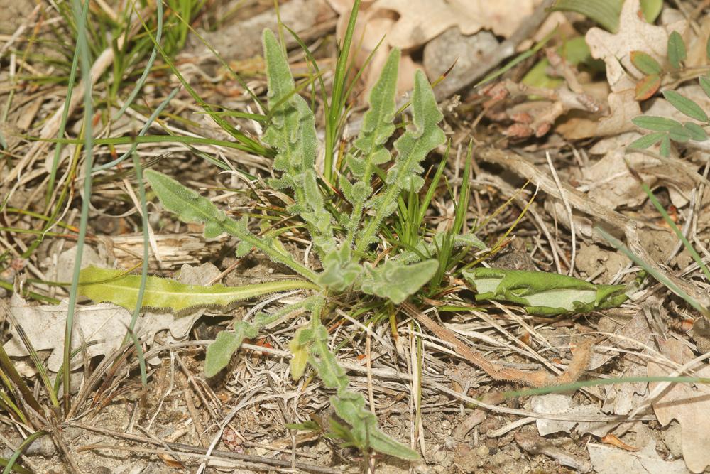 Liondent crépu, Liondent à feuilles crépues Leontodon crispus Vill., 1779