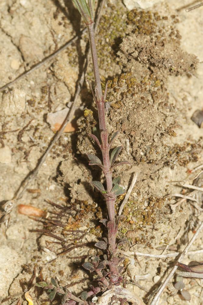 Herbe à l'esquinancie, Aspérule des sables Asperula cynanchica L., 1753