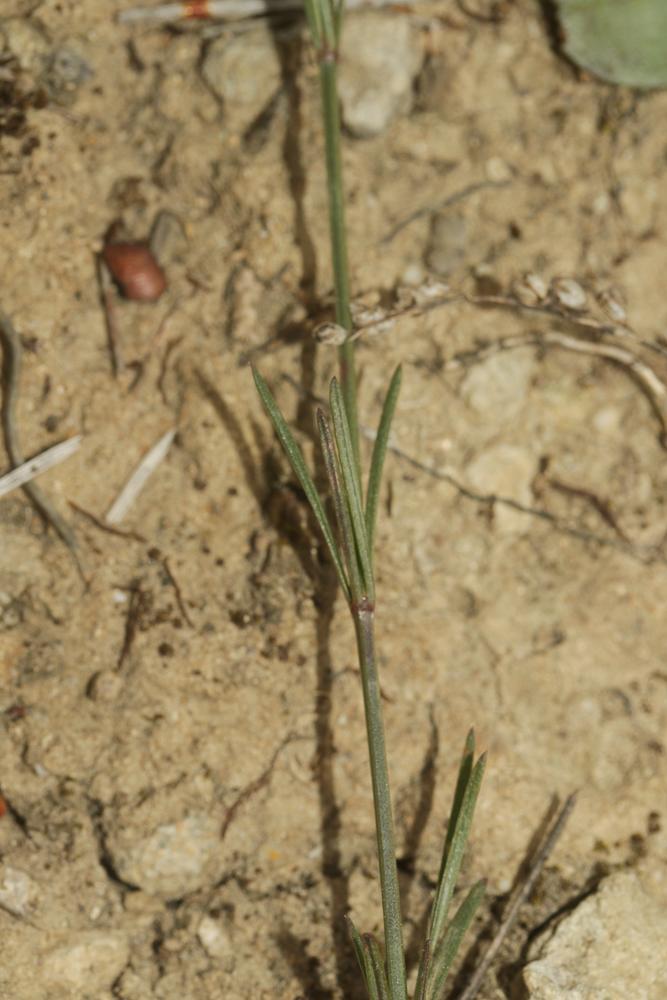 Le Herbe à l'esquinancie, Aspérule des sables Asperula cynanchica L., 1753