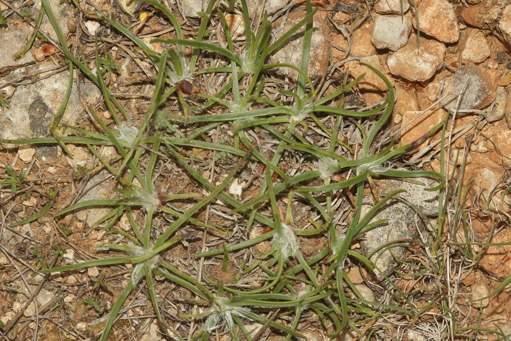 Le Plantain caréné, Plantain recourbé Plantago holosteum Scop., 1771