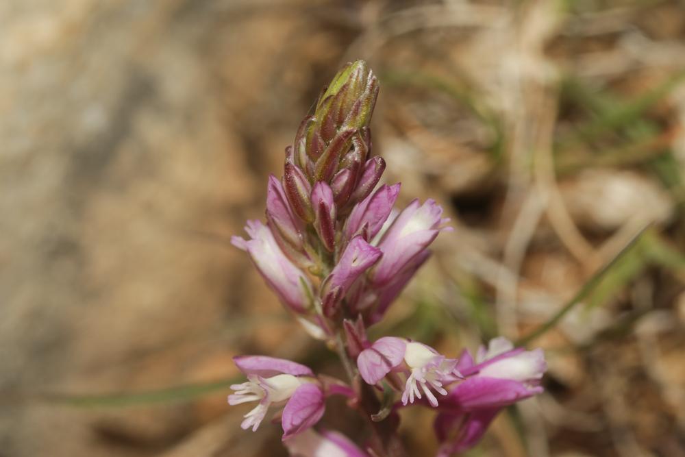 Polygala chevelu Polygala comosa Schkuhr, 1796