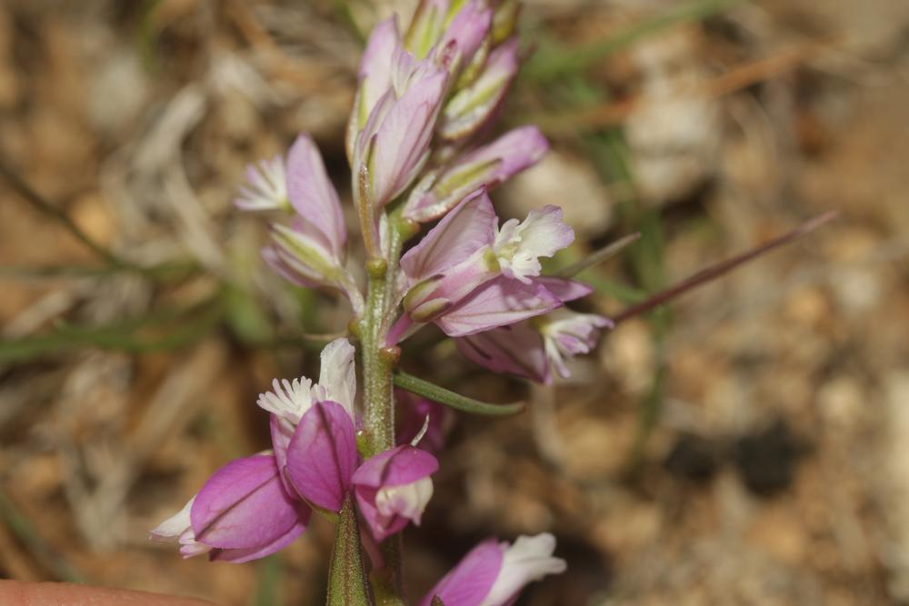 Polygala chevelu Polygala comosa Schkuhr, 1796