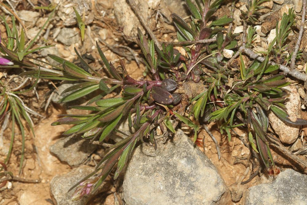 Le Polygala chevelu Polygala comosa Schkuhr, 1796