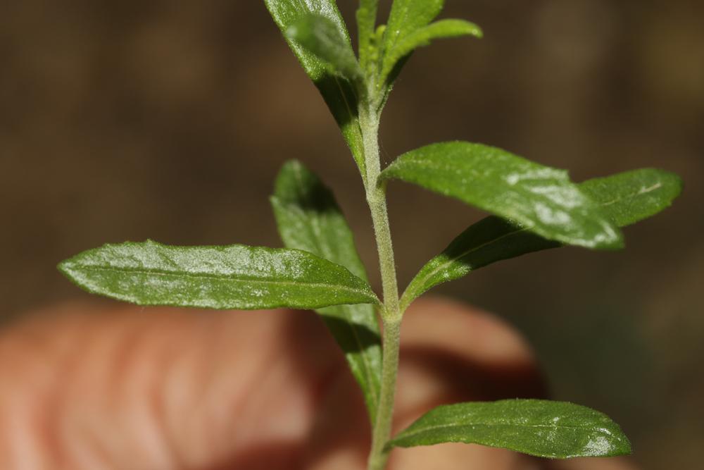 Germandrée des montagnes Teucrium montanum L., 1753