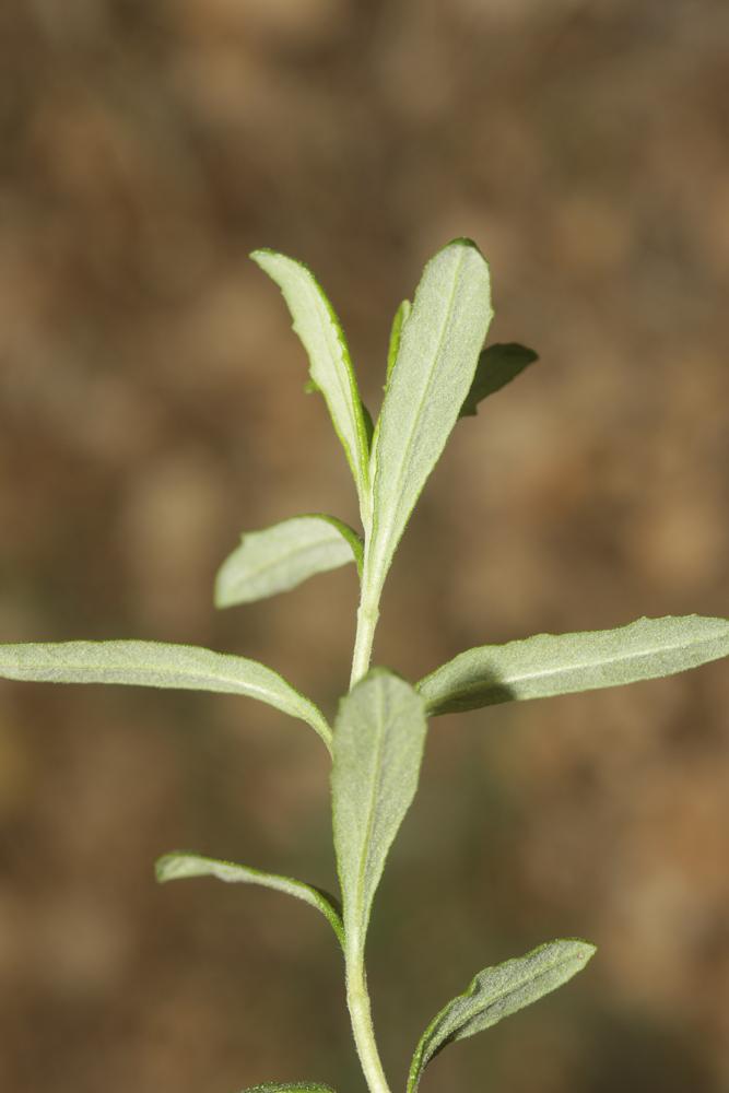 Germandrée des montagnes Teucrium montanum L., 1753