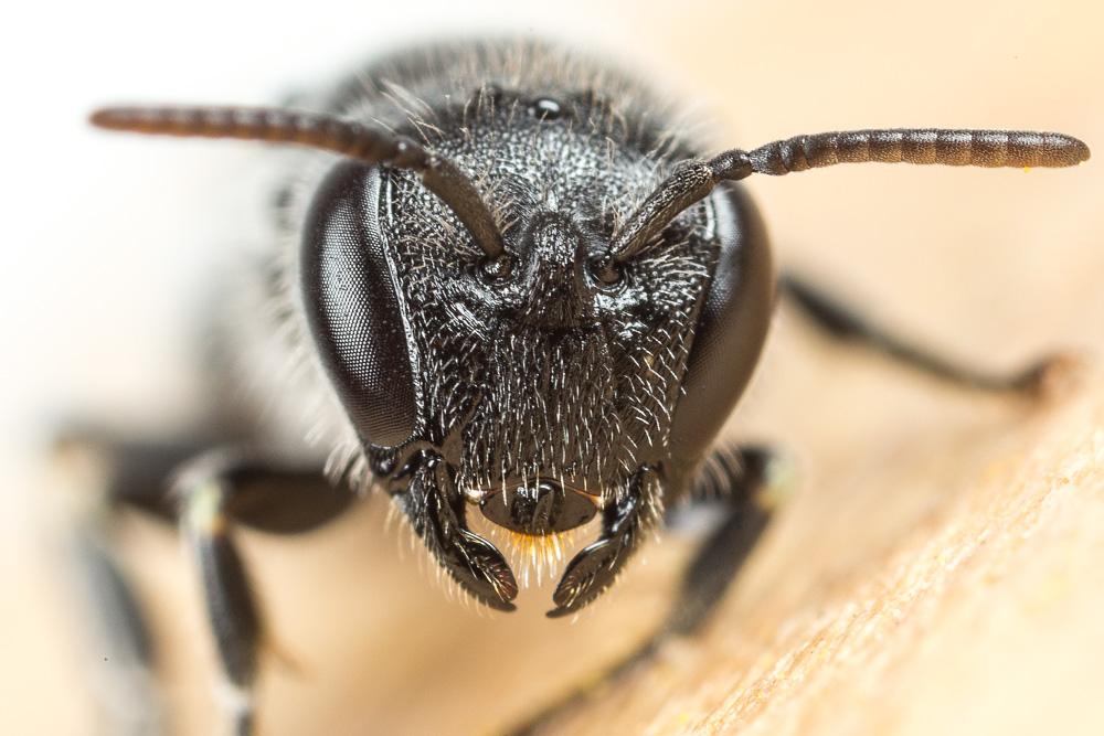 Le  Hylaeus pilosulus (Pérez, 1903)