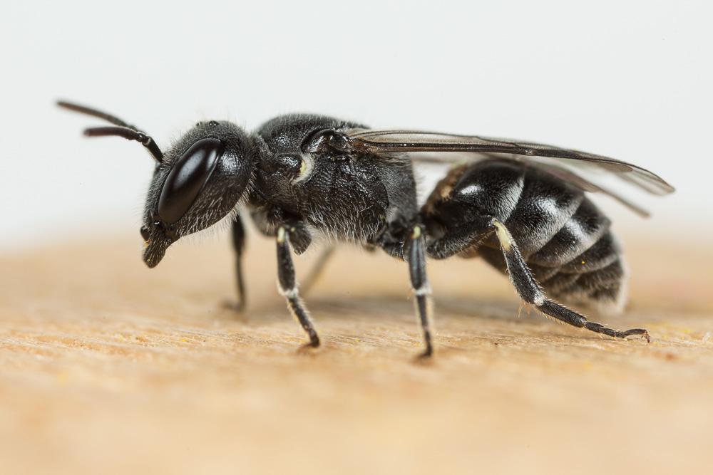 Le  Hylaeus pilosulus (Pérez, 1903)