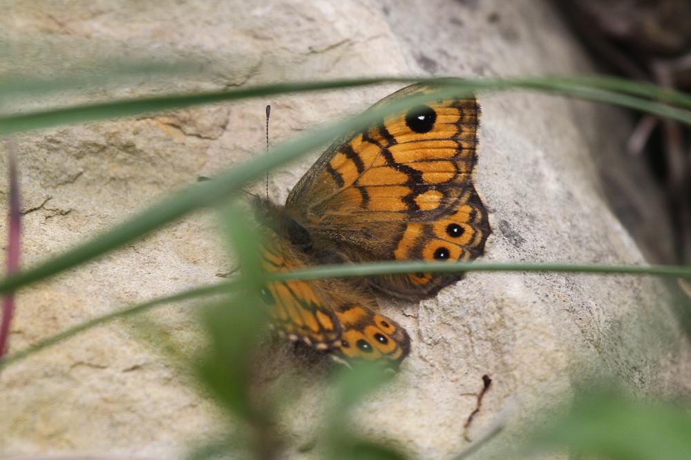 La Mégère (La), Satyre (Le) Lasiommata megera (Linnaeus, 1767)