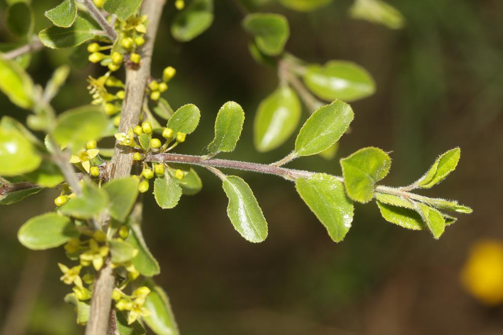 Le Nerprun des rochers Rhamnus saxatilis Jacq., 1762