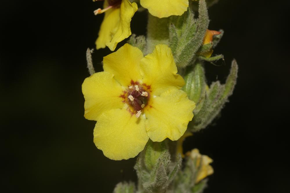 La Molène de Boerhaave, Molène de mai Verbascum boerhavii L., 1767