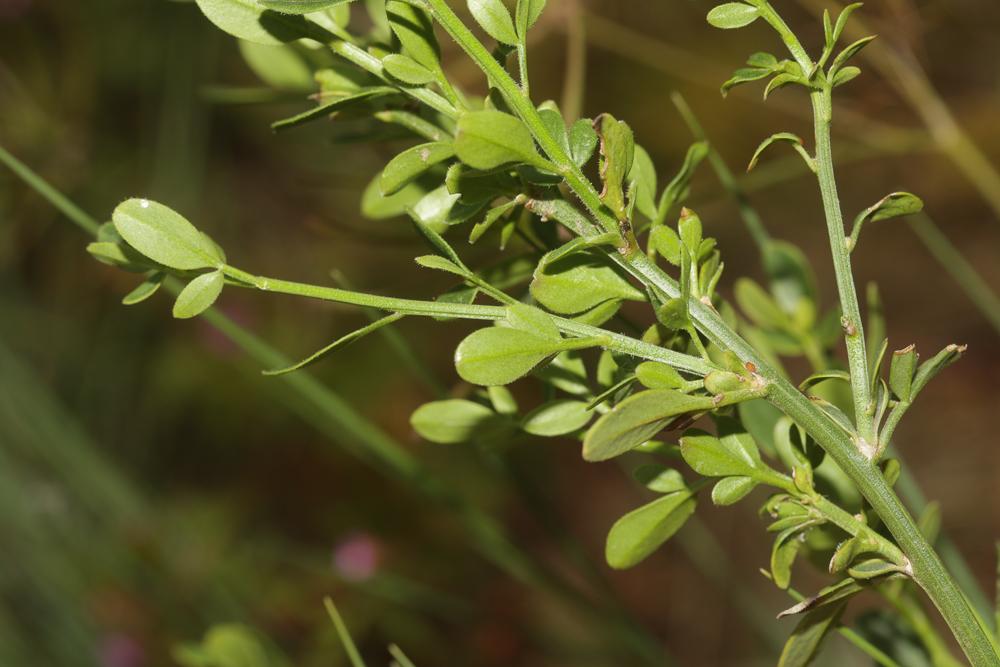 Jasmin jaune, Jasmin d'été Jasminum fruticans L., 1753