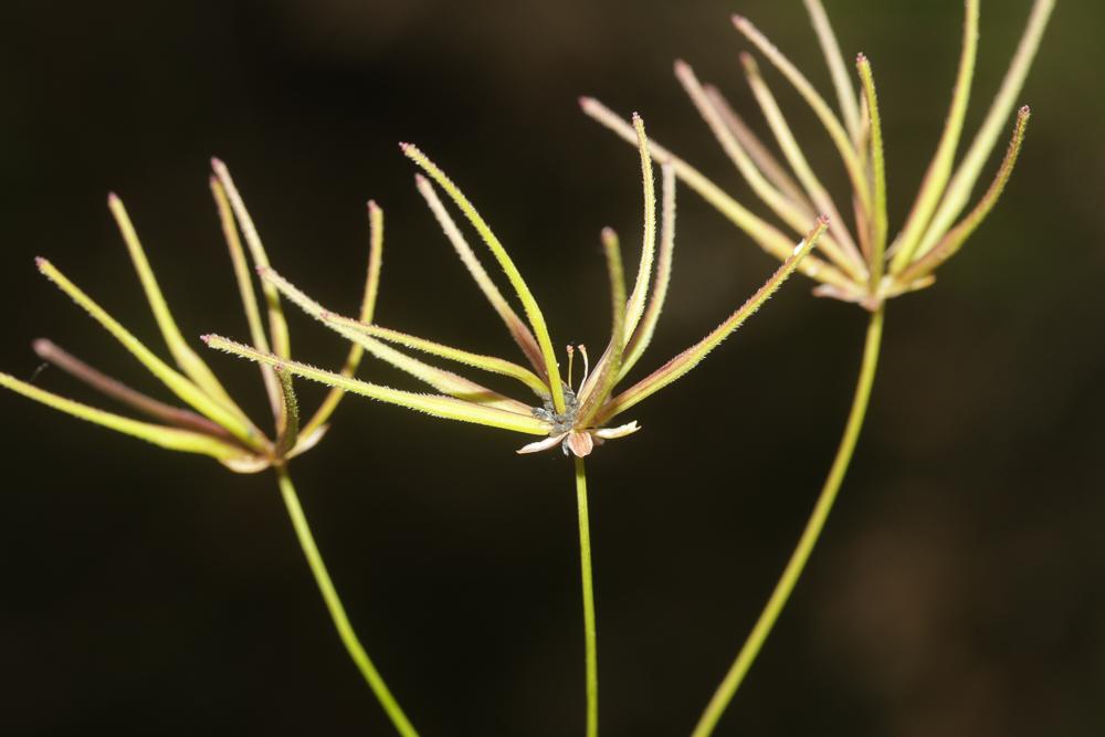 Le Scandix du sud, Scandix du Midi Scandix australis L., 1753