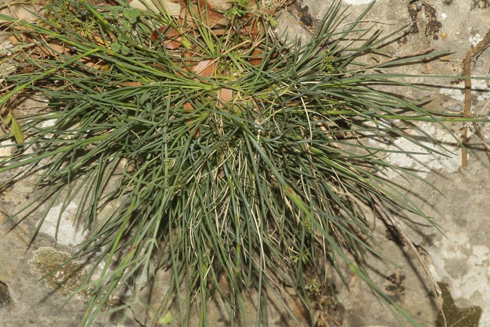 Oeillet giroflée Dianthus caryophyllus L., 1753