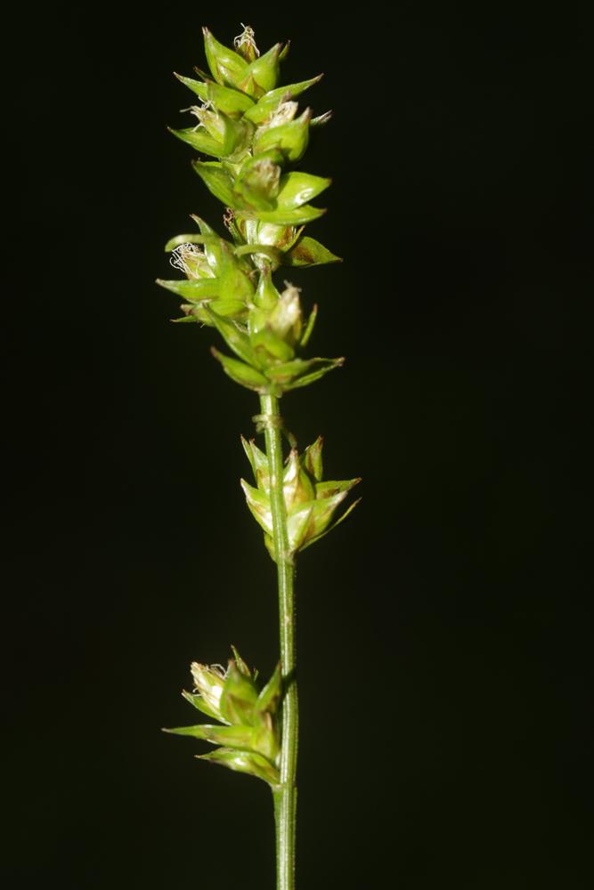 Le  Carex muricata L., 1753