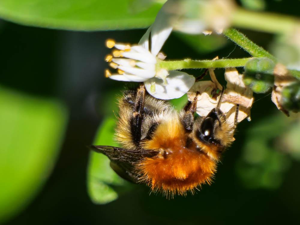 Bourdon des champs Bombus pascuorum (Scopoli, 1763)