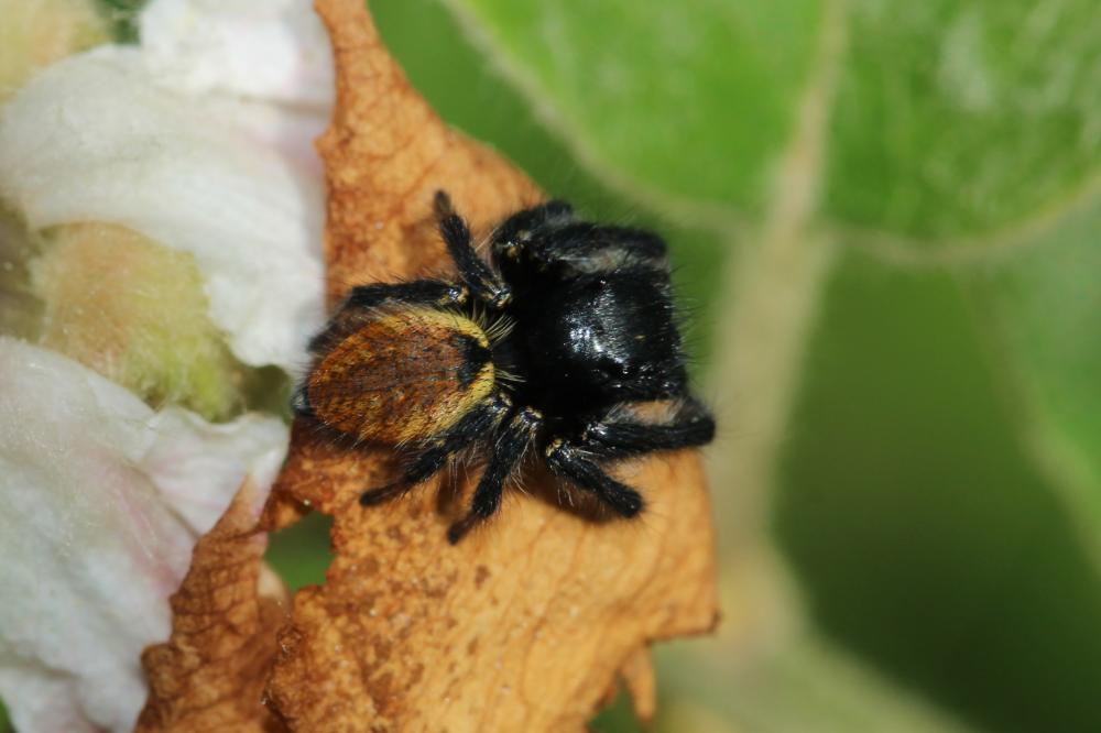 Le  Carrhotus xanthogramma (Latreille, 1819)