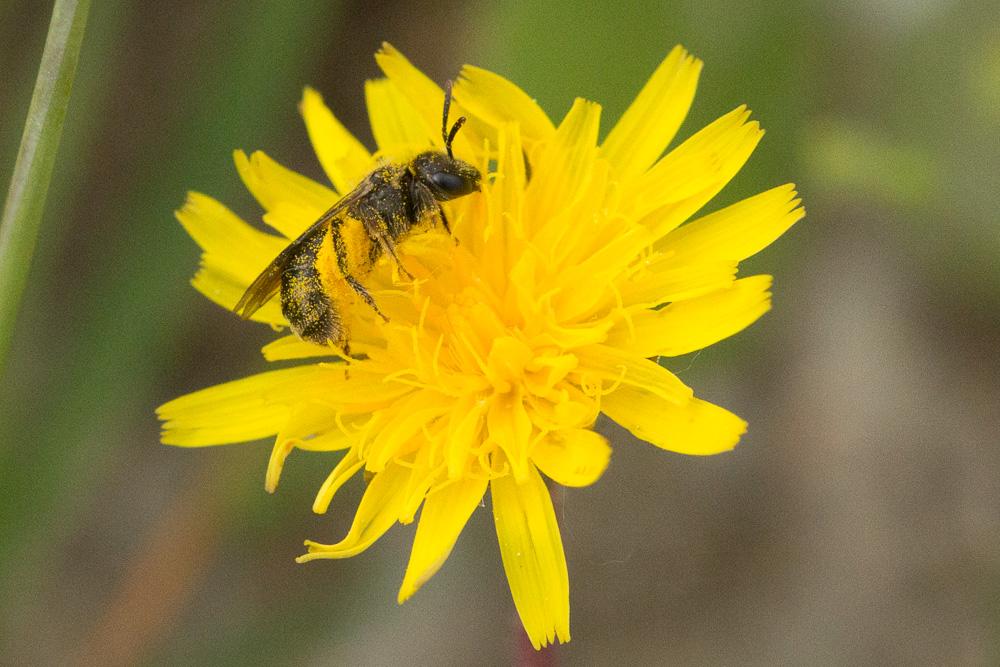 Le  sp. Lasioglossum Curtis, 1833 sp.