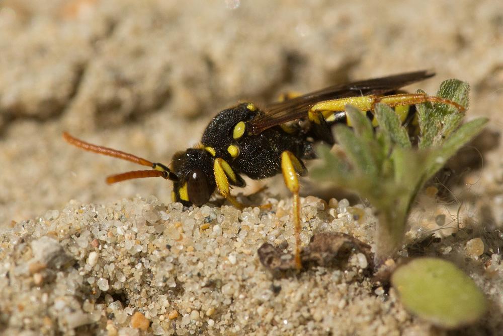  Nomada succincta Panzer, 1798