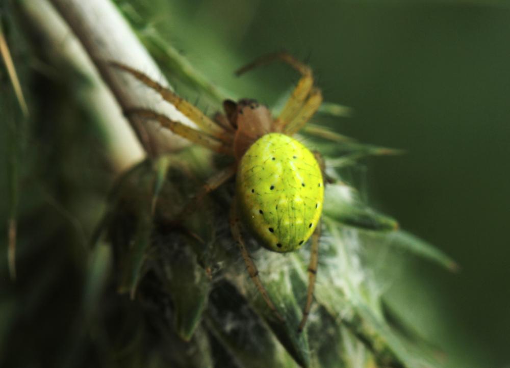 Épeires concombres Araniella cucurbitina (Clerck, 1758)