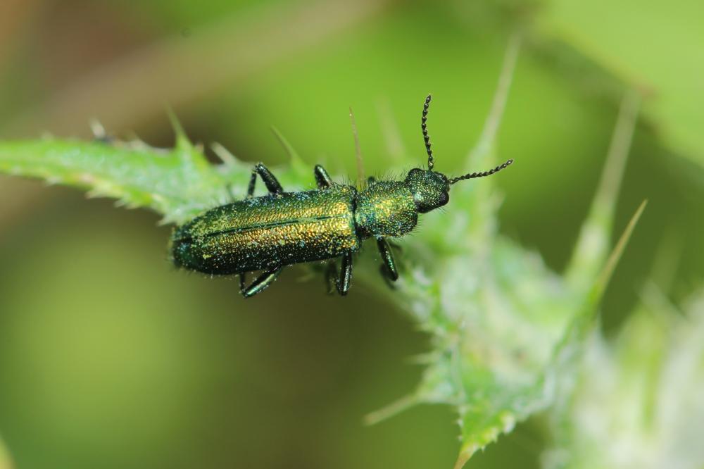 Psilothrix vert Psilothrix viridicoerulea (Geoffroy, 1785)