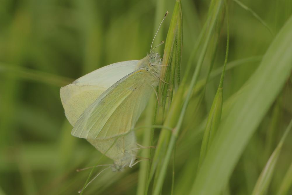 Piéride de la Rave (La), Petit Blanc du Chou (Le), Pieris rapae (Linnaeus, 1758)