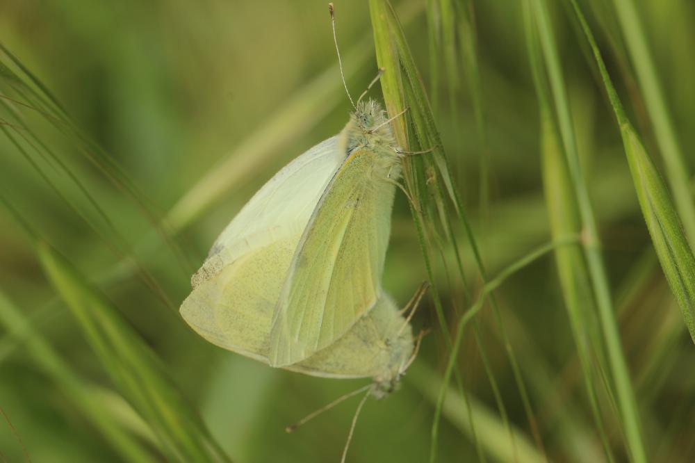 Piéride de la Rave (La), Petit Blanc du Chou (Le), Pieris rapae (Linnaeus, 1758)