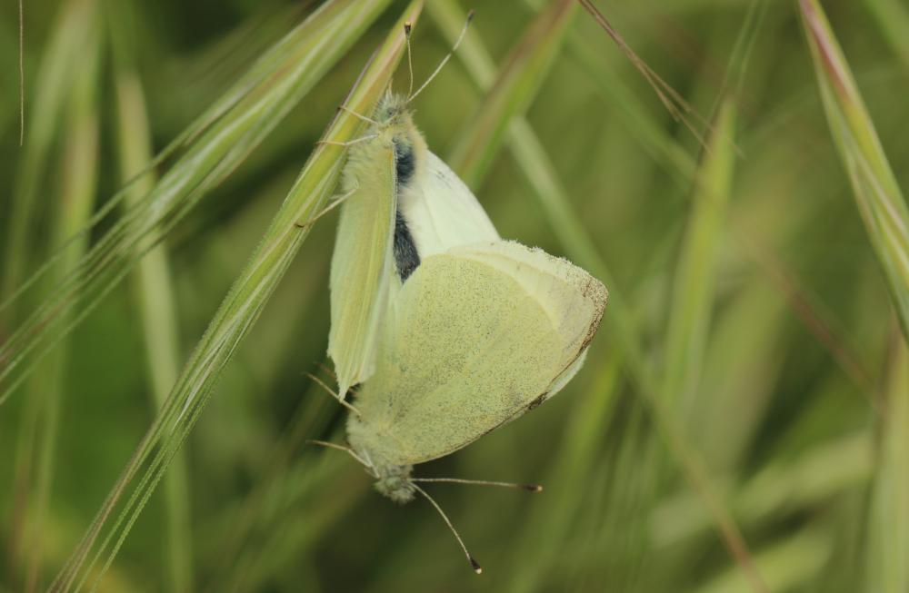 Piéride de la Rave (La), Petit Blanc du Chou (Le), Pieris rapae (Linnaeus, 1758)