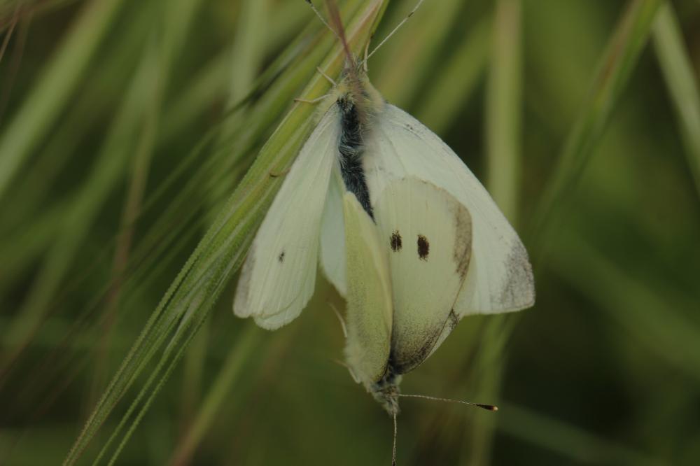 Piéride de la Rave (La), Petit Blanc du Chou (Le), Pieris rapae (Linnaeus, 1758)