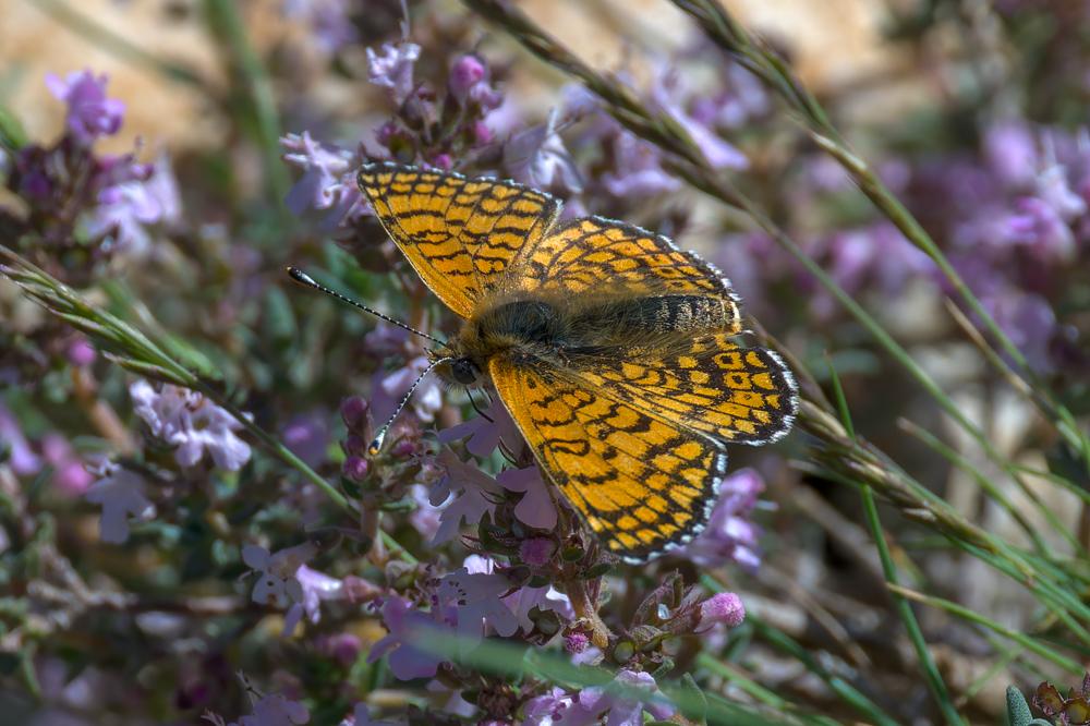 Mélitée du Plantain (La), Déesse à ceinturons (La) Melitaea cinxia (Linnaeus, 1758)